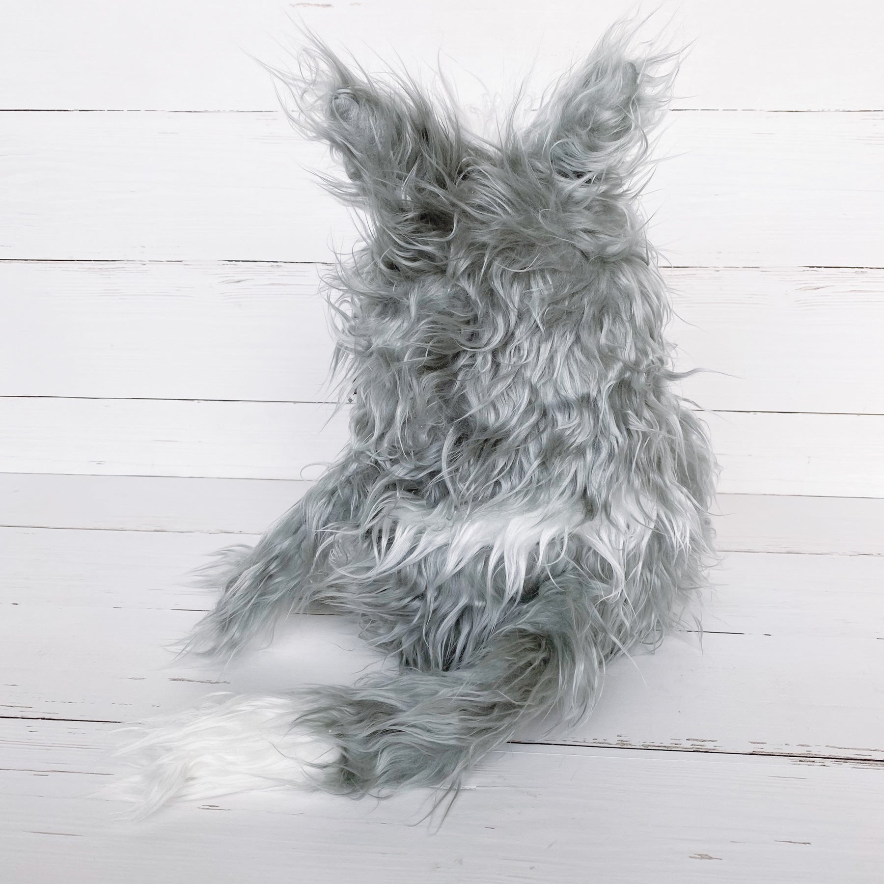 Maine-Coon-Kater „Thies“